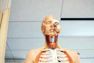 endocrine system
