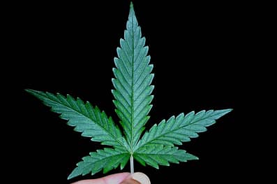 marijuana
